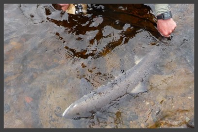 Catch and release